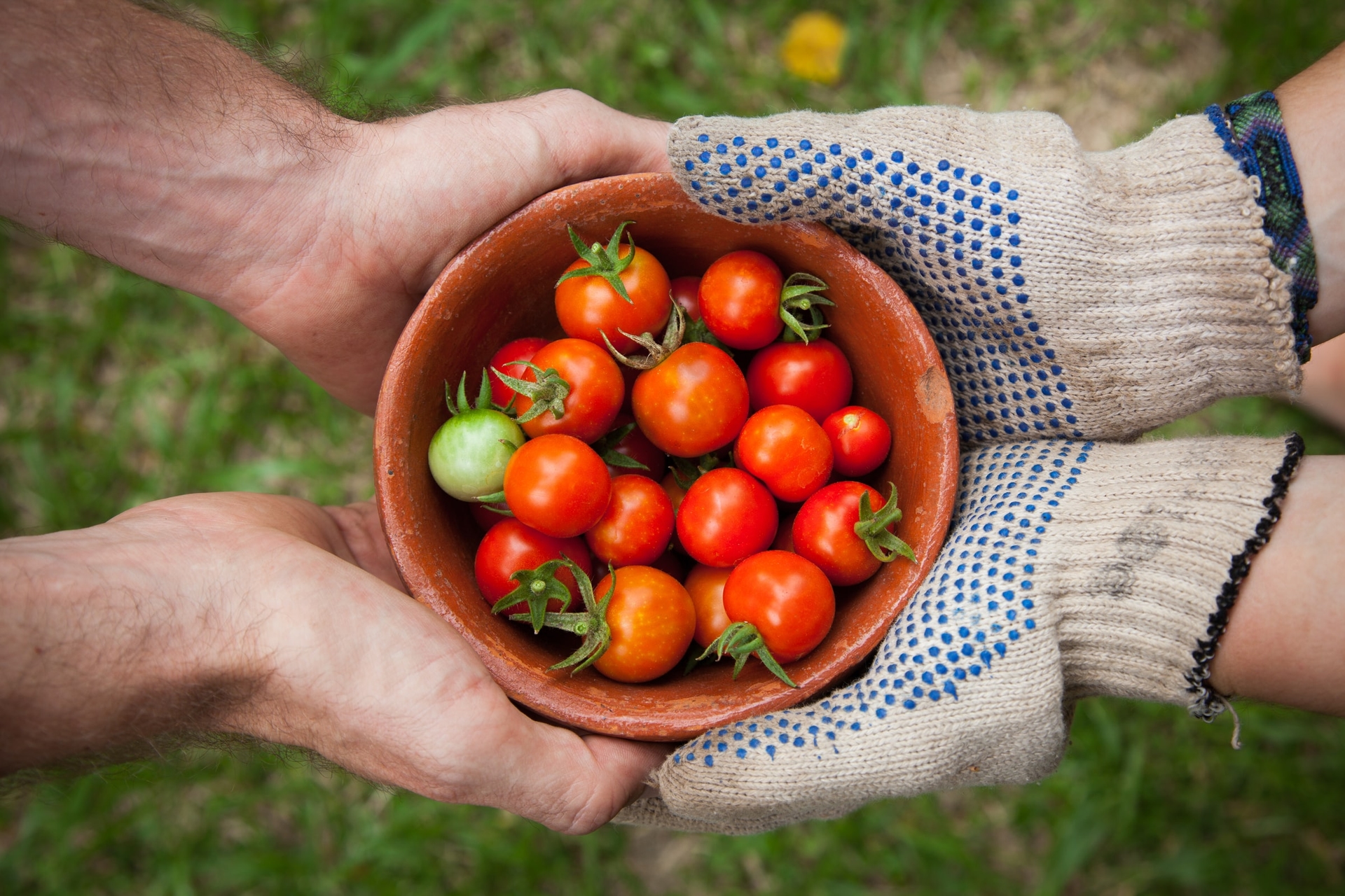 fair-trade-pomidory-rolnik