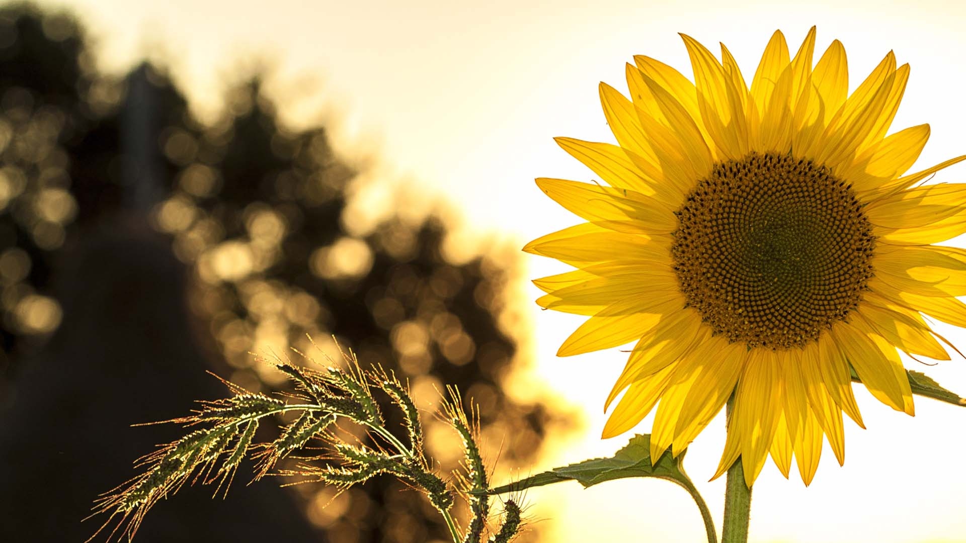 kwiat-slonecznika-na-tle-slonca