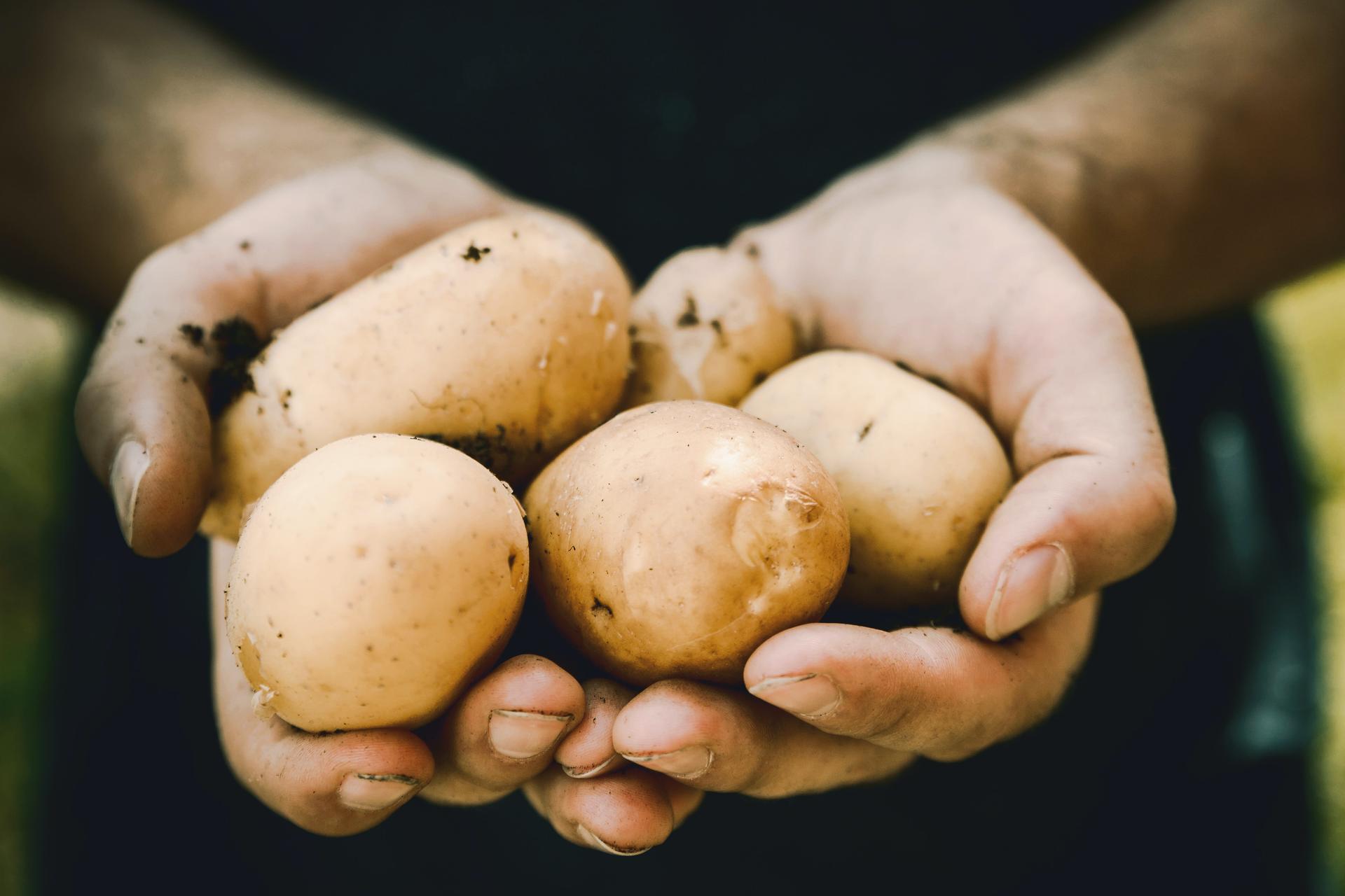 fair-trade-ziemniaki-rolnik