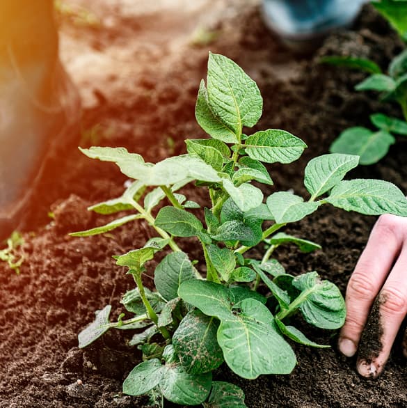 nowe-horyzonty-dna-header