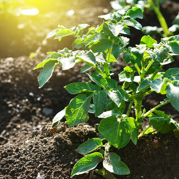 nowe-horyzonty-plant-based-teaser