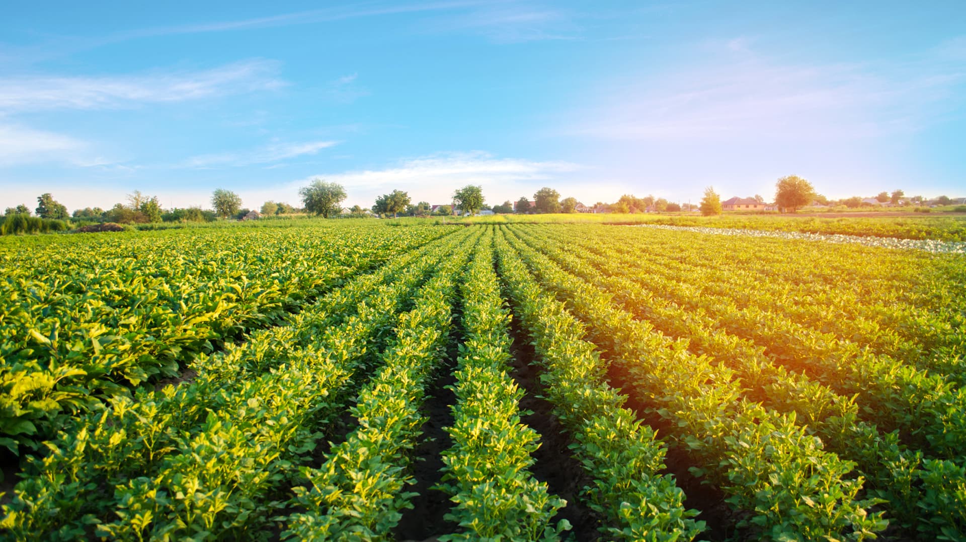 from-field-to-fork-banner